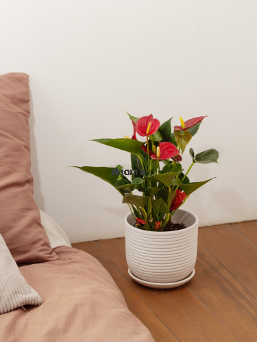 Антуриум Даймонд Ред Антуриум Даймонд Ред