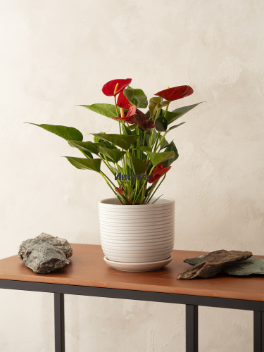 Антуриум Даймонд Ред фото 3 Антуриум Даймонд Ред фото 3